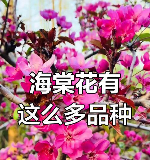 海棠花有哪些不同品种？
