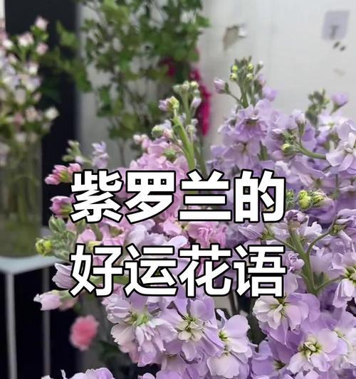 紫罗兰作为姐妹礼物的花语含义？