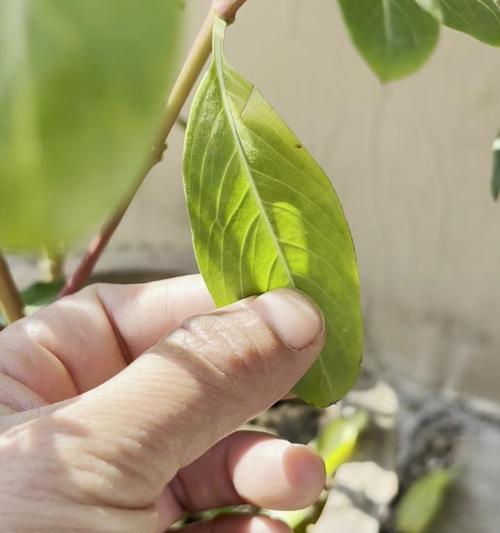 花卉出现黄叶是什么原因？如何预防和处理？