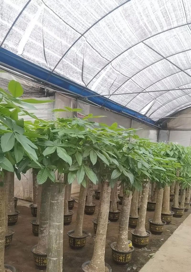 发财树种子种植的正确步骤是什么？