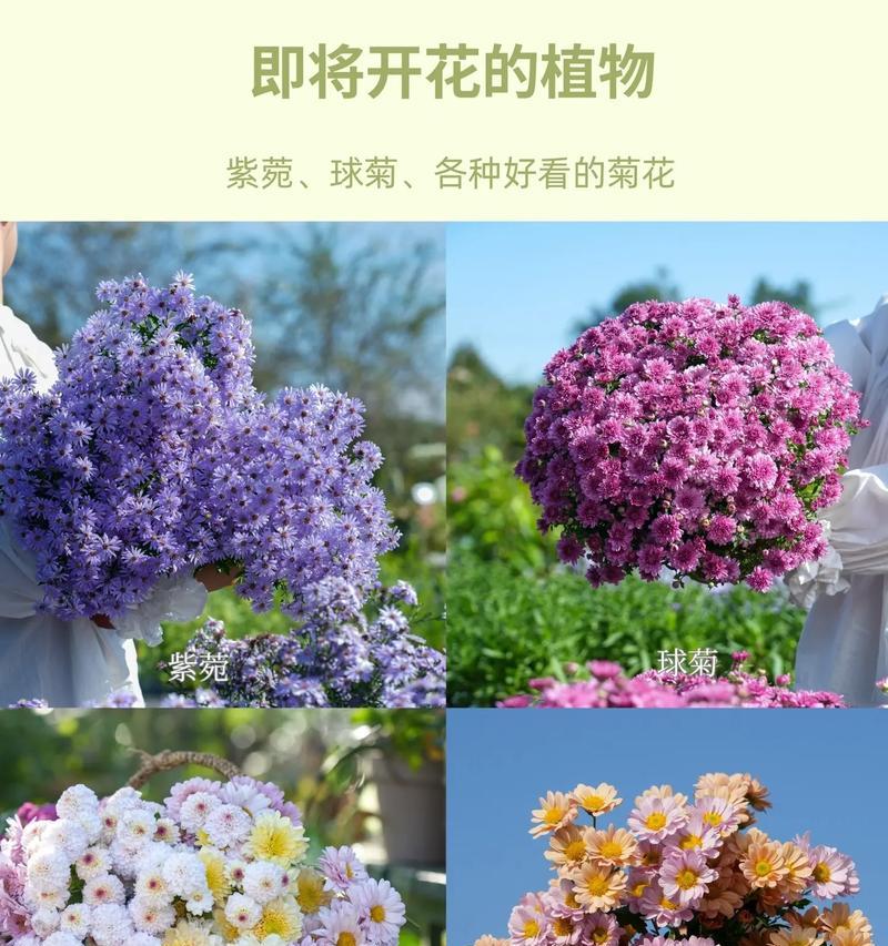 秋天适合种什么植物？有哪些推荐？