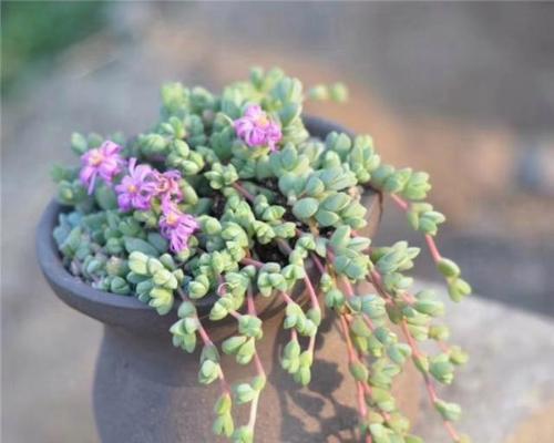 秋天适合种什么植物？有哪些推荐？