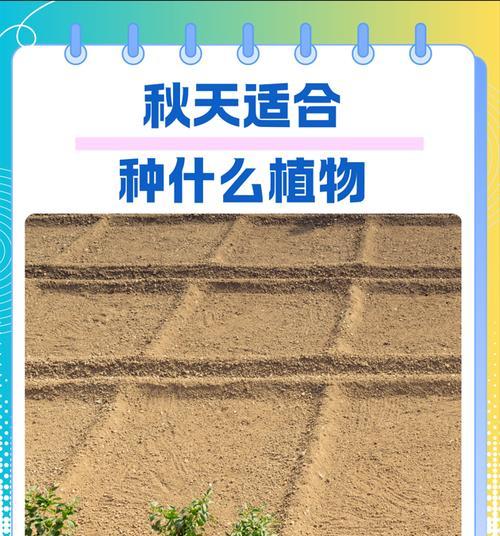秋天适合种什么植物？有哪些推荐？