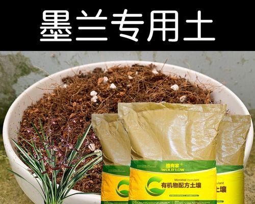 墨兰的土壤选择有什么讲究？如何配制适合墨兰的土壤？