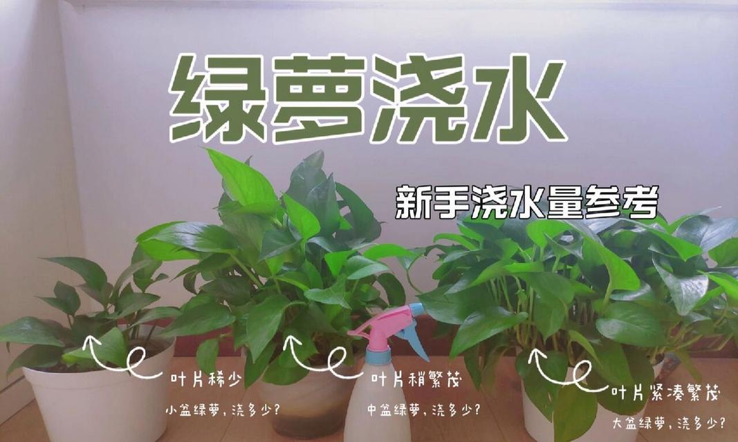 绿萝的浇水技巧是什么？如何正确使用水来养护绿萝？