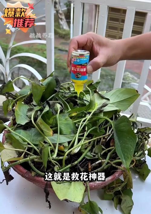 绿萝的浇水技巧是什么？如何正确使用水来养护绿萝？
