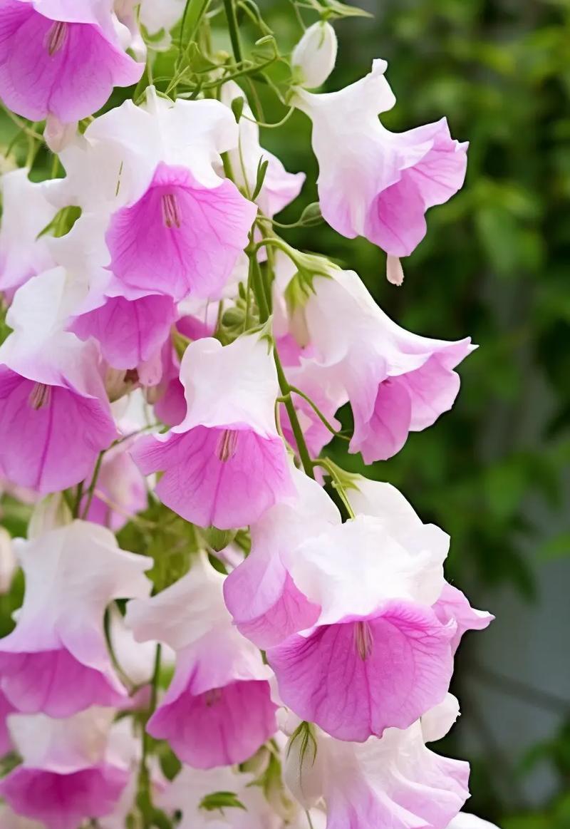哪种花的花语代表祝福？