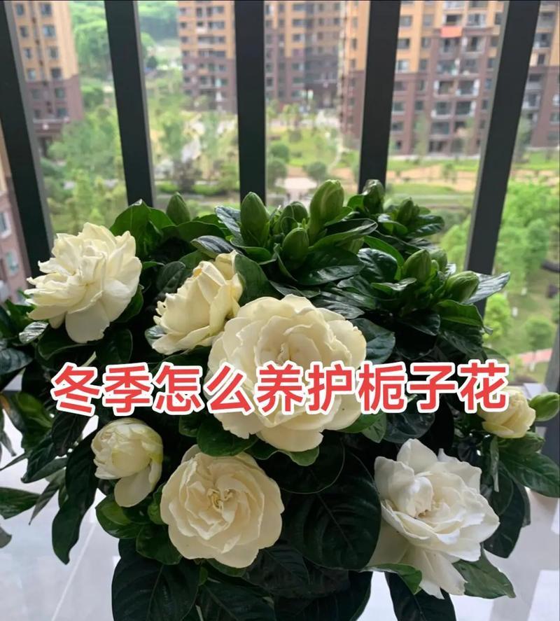 栀子花秋季的养护方法是什么？栀子花秋季如何保持健康？
