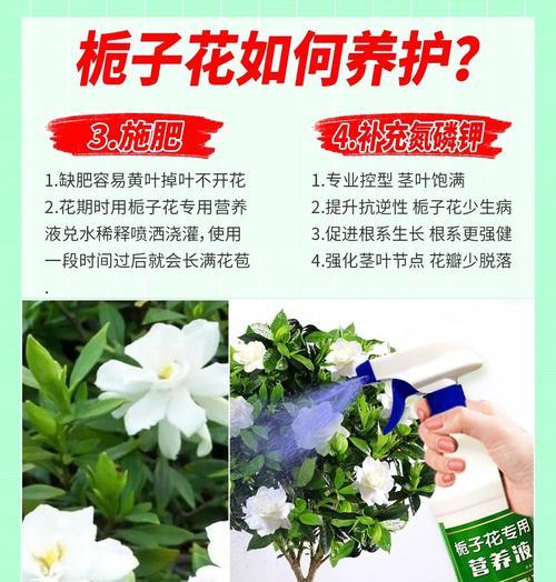 栀子花秋季的养护方法是什么？栀子花秋季如何保持健康？
