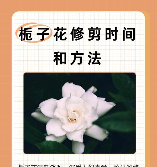 栀子花秋季的养护方法是什么？栀子花秋季如何保持健康？