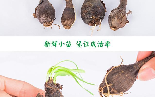 曼珠沙华繁殖的正确方法是什么？如何确保成活率？