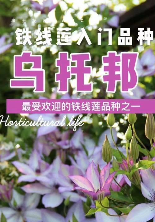 铁线莲什么时候换盆？换盆的最佳时机是什么时候？