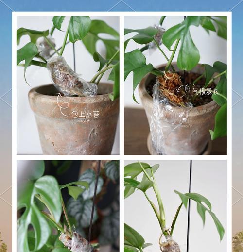 水苔适合养哪些花卉？使用水苔的好处是什么？