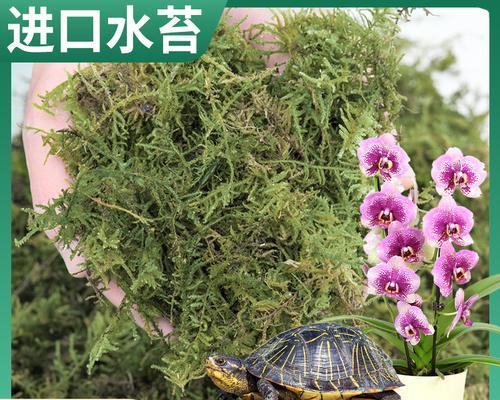 水苔适合养哪些花卉？使用水苔的好处是什么？