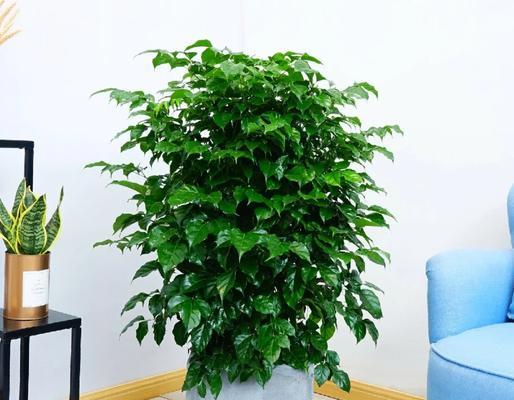 幸福树的特征有哪些？