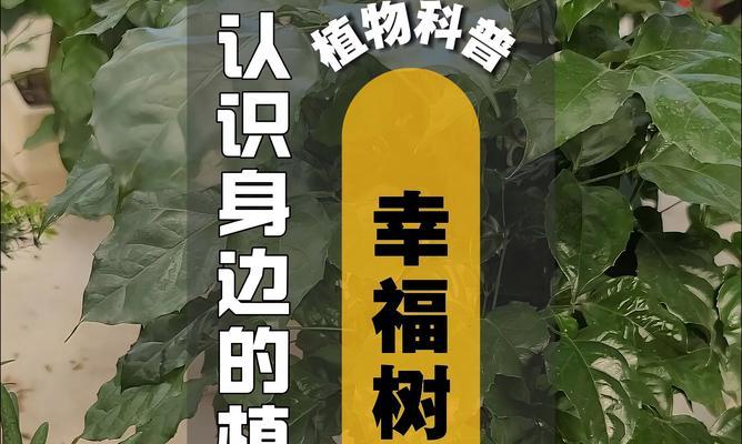 幸福树的特征有哪些？
