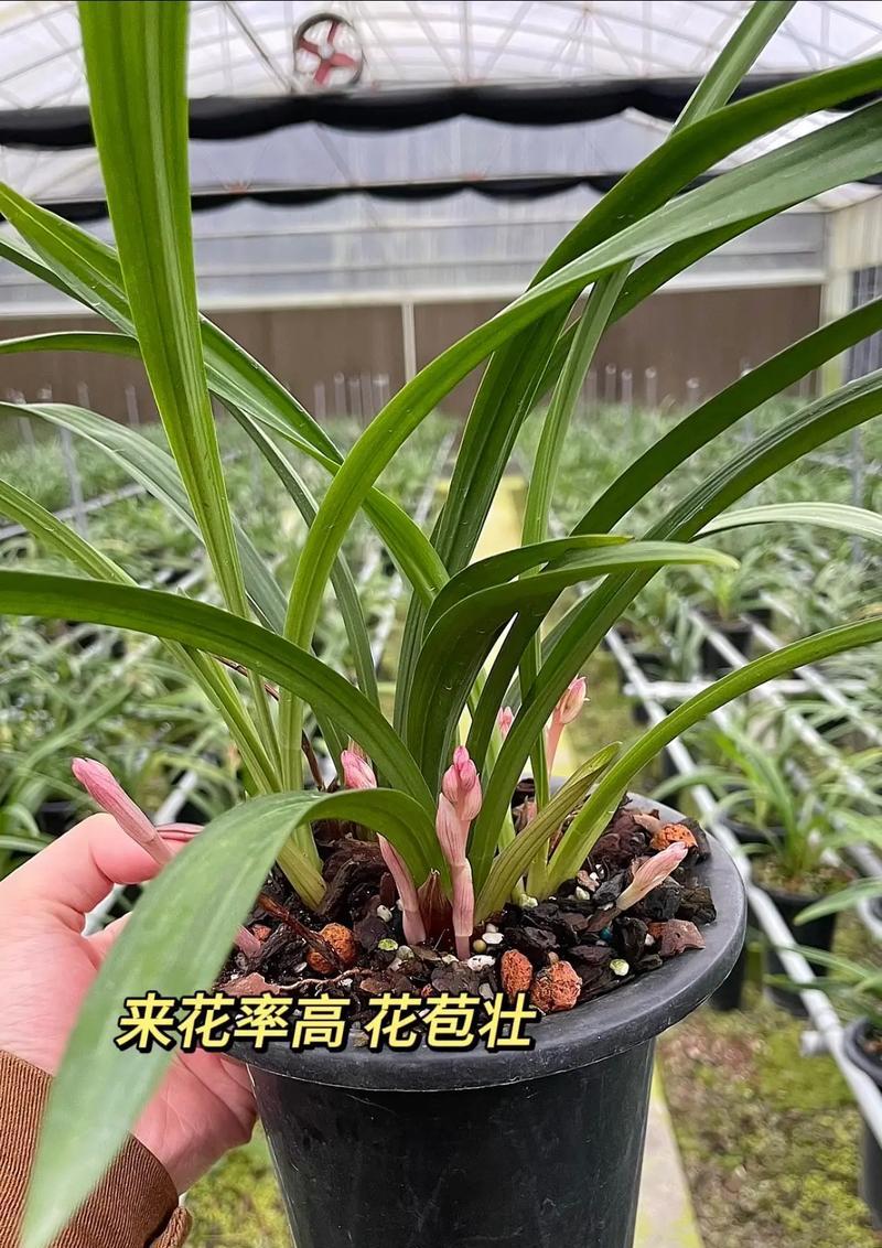 兰花施肥的正确方法是什么？怎样施肥才能促进兰花生长？