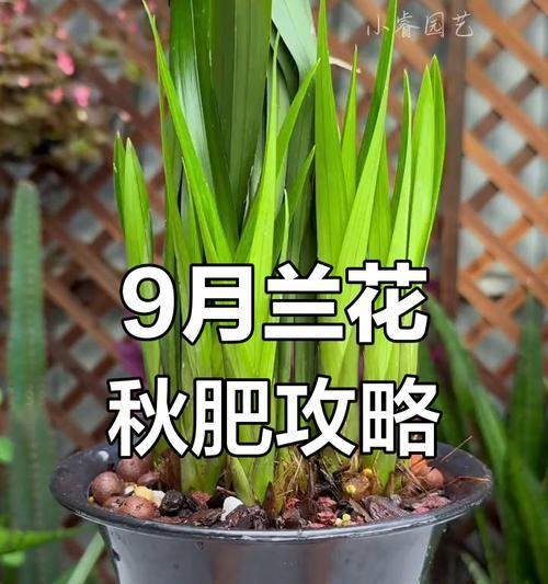 兰花施肥的正确方法是什么？怎样施肥才能促进兰花生长？