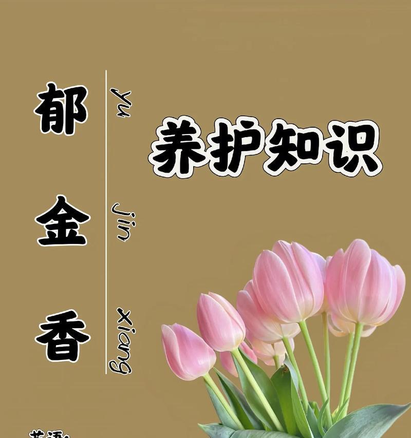 家庭种植郁金香的花语有何含义？它象征着什么？
