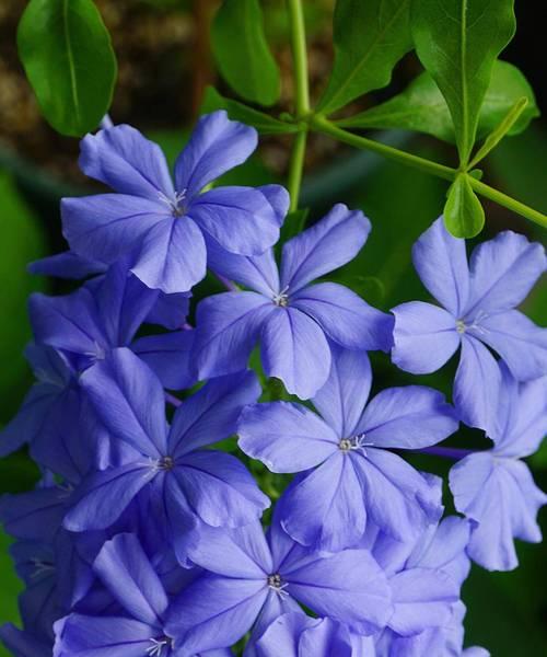 哪些花卉比较耐寒？如何在冬季保护花卉？