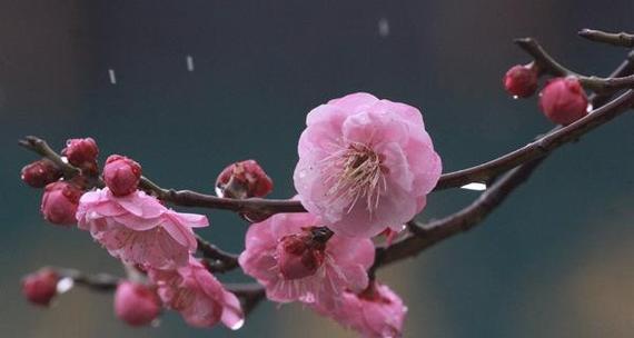虎士梅的花语有何含义？虎士梅象征着什么？