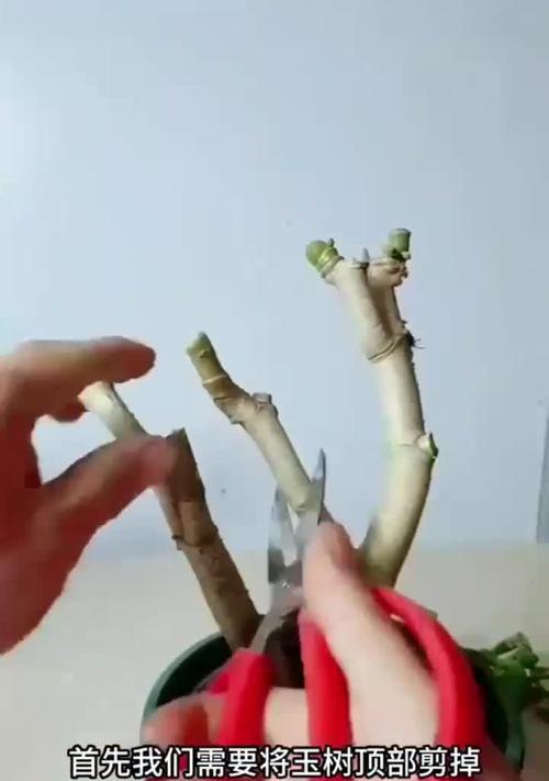 蟹爪兰嫁接的最佳时机是什么时候？如何进行蟹爪兰嫁接？