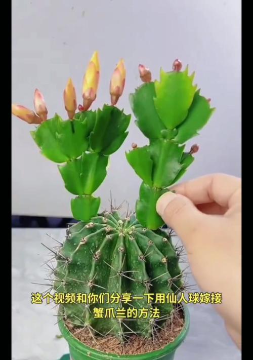 蟹爪兰嫁接的最佳时机是什么时候？如何进行蟹爪兰嫁接？