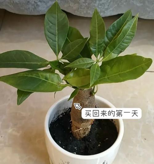大发财树修剪的最佳时间和方法是什么？