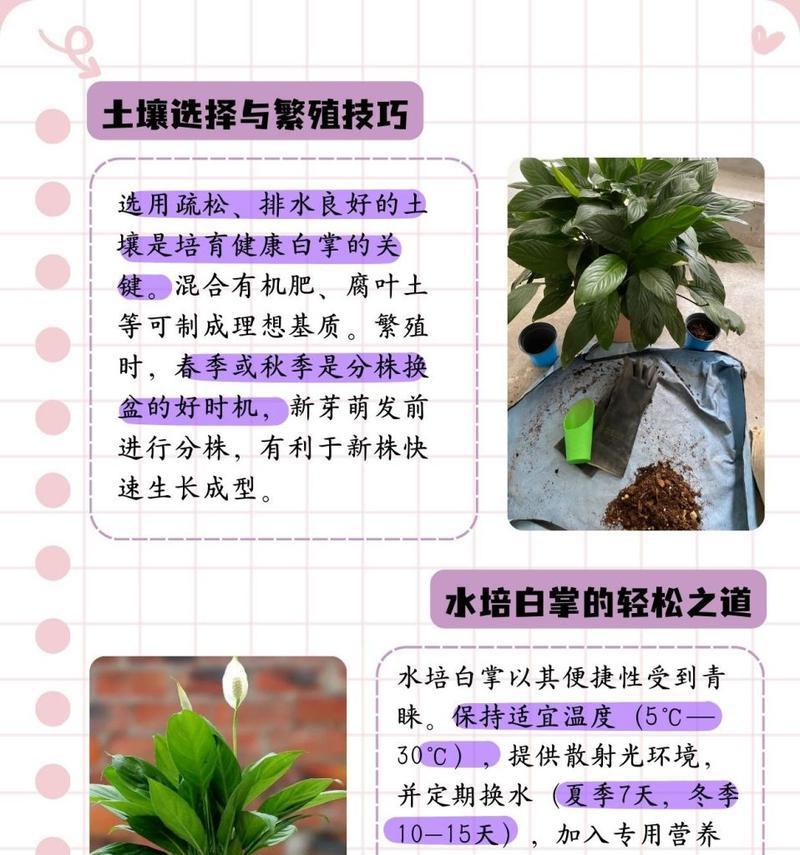 白掌不开花的原因是什么？