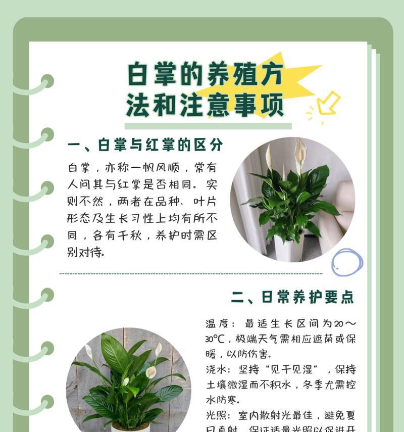 白掌不开花的原因是什么？