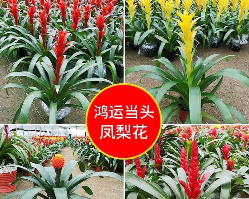 鸿运当头开花后如何处理？如何延长鸿运当头的花期？