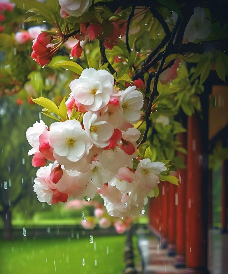 哪一种花象征着归来？