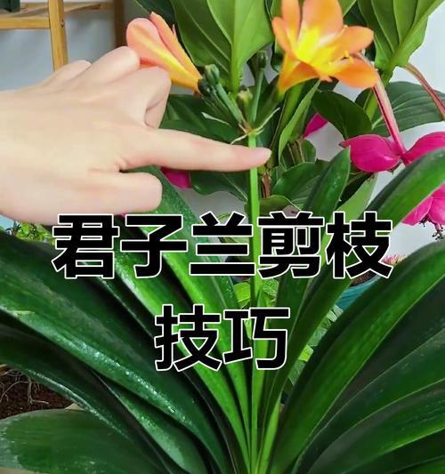 君子兰属于哪一类植物？君子兰的养殖要点是什么？