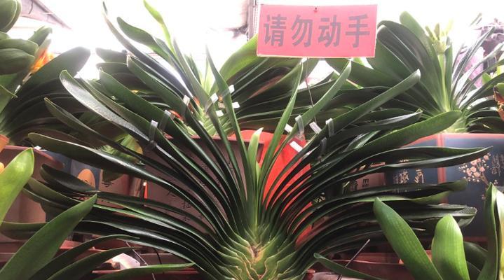 君子兰属于哪一类植物？君子兰的养殖要点是什么？