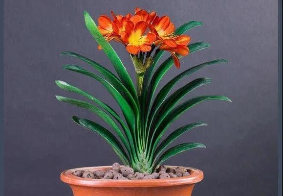 君子兰属于哪一类植物？君子兰的养殖要点是什么？