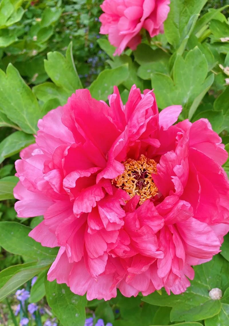 牡丹花通常在哪个季节开花？如何促进其开花？
