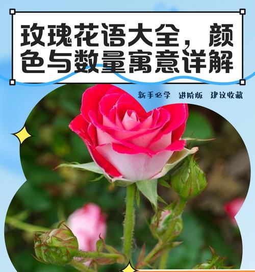 送贵宾什么花语最合适？