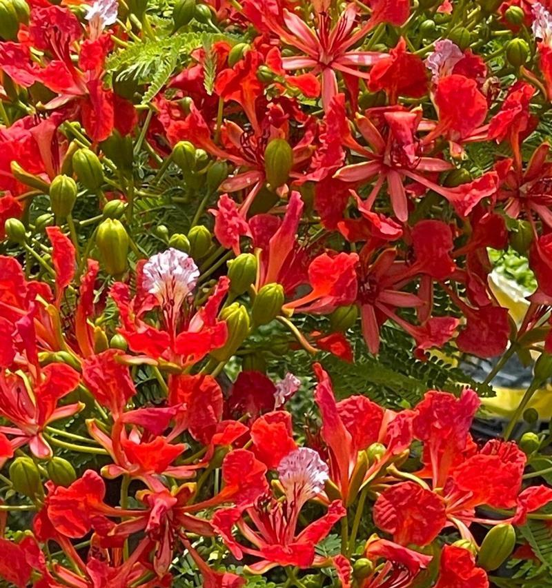 青春的象征是什么花？花语中青春代表什么？