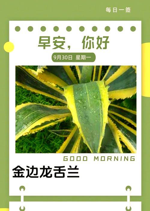 龙舌兰叶子发黄的处理方法是什么？