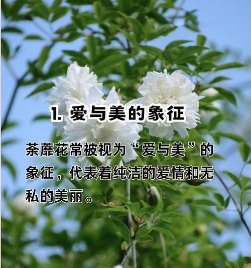 青春的象征是什么花？花语中青春代表什么？