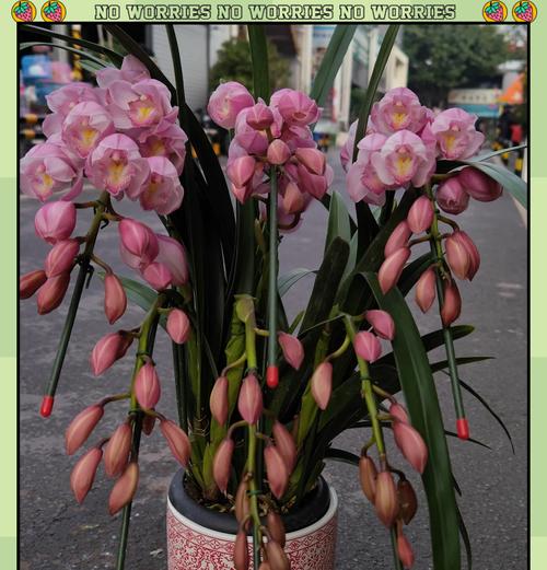灵鹫花的花语有何深意？代表了什么？
