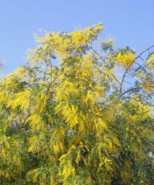 灵鹫花的花语有何深意？代表了什么？