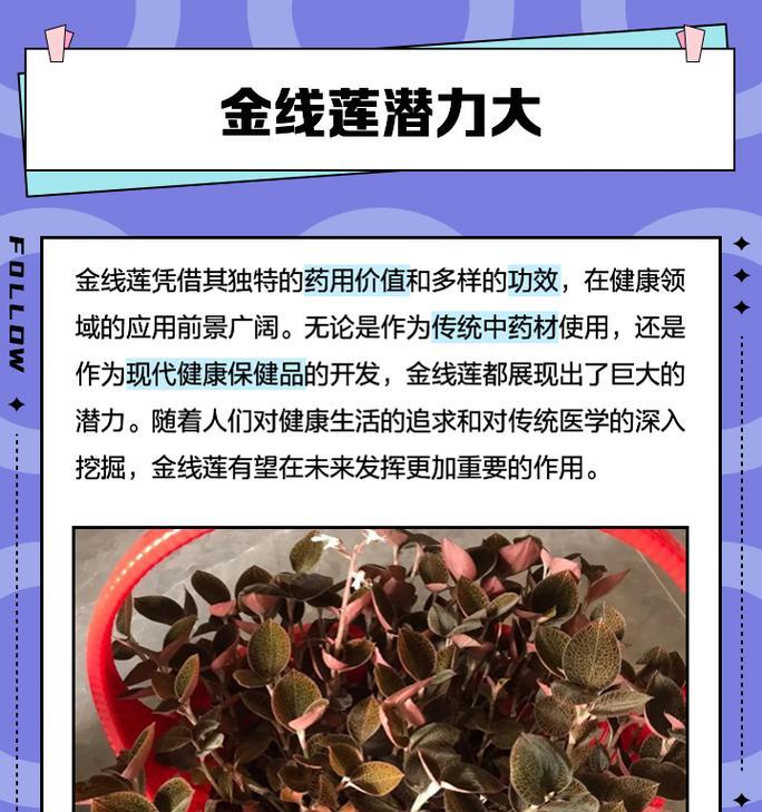 金钱莲的养殖技巧有哪些？如何处理金钱莲的生长问题？