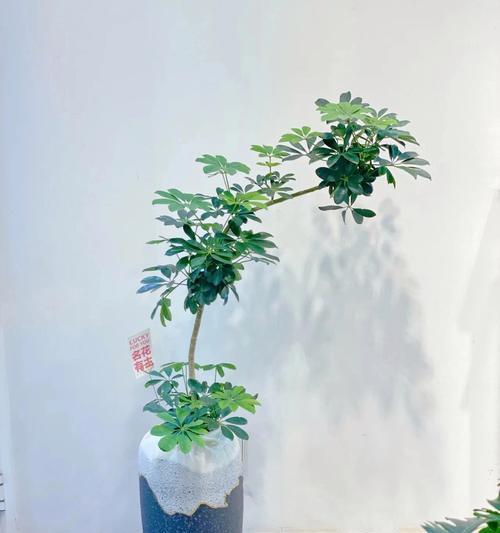 鸭掌木扦插的最佳时间是什么时候？如何提高成活率？