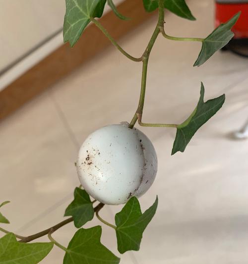 常春藤繁殖有哪些有效方法？