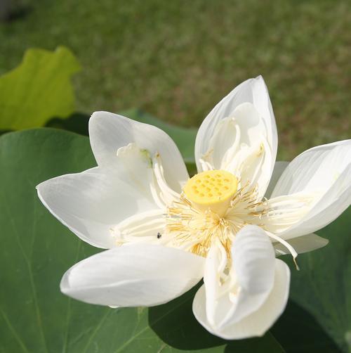 道具荷花的花语代表什么？