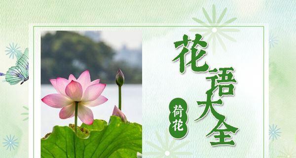 道具荷花的花语代表什么？