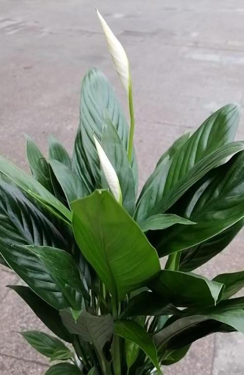 家庭适合种植的花卉有哪些？