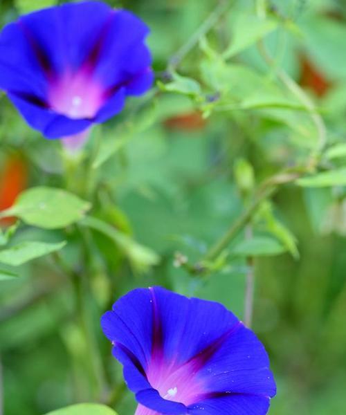 牵牛花的花语能否代表坚韧不拔？