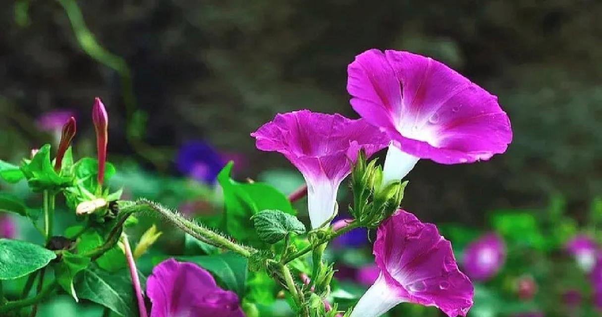 牵牛花的花语能否代表坚韧不拔？